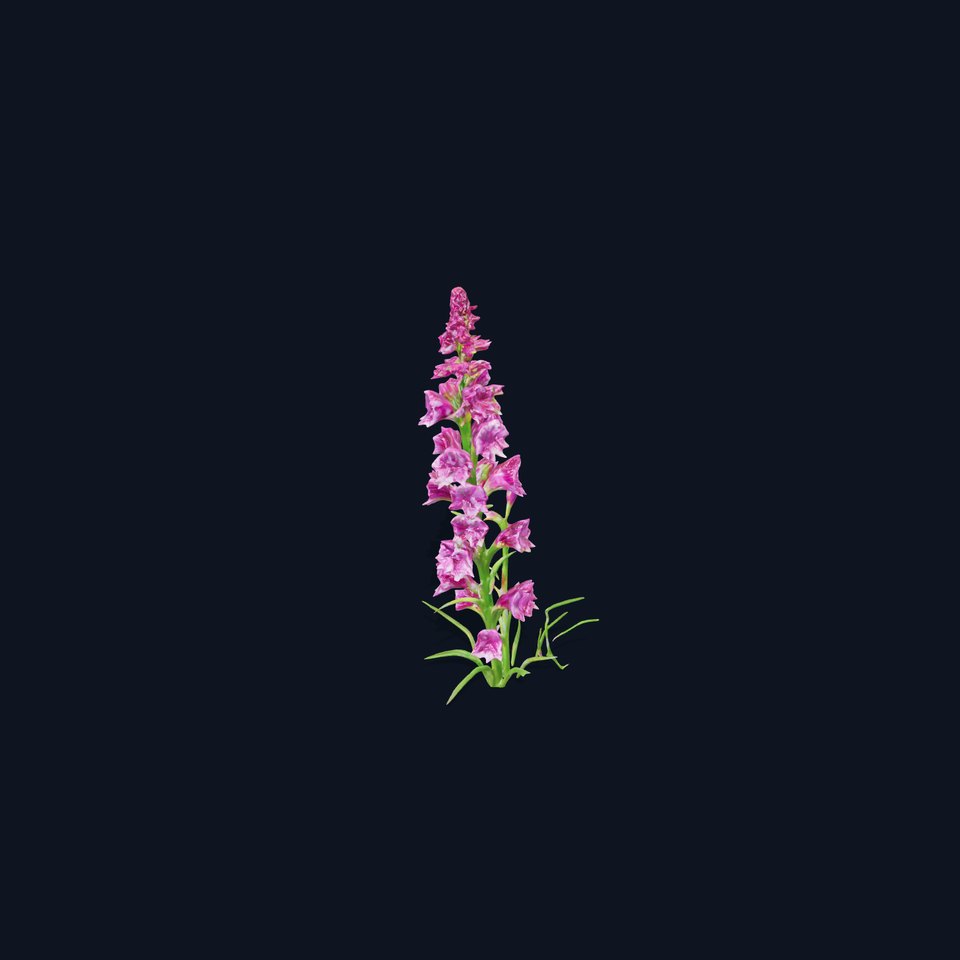 Purple Flower Model Pack for Rendering and Game Engines